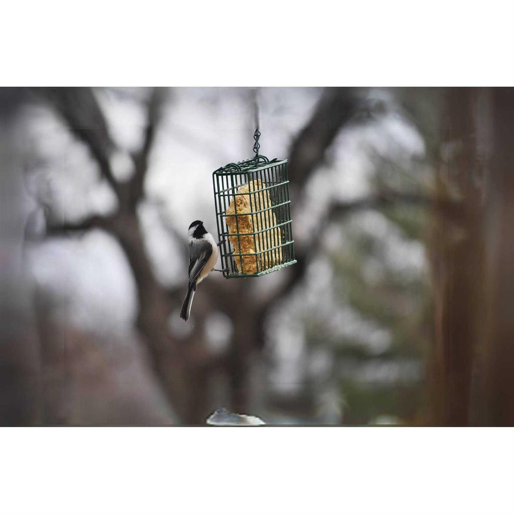 Mealworm Suet Dough G272133