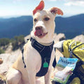 No-Pull Adjustable Padded Dog Harness R735