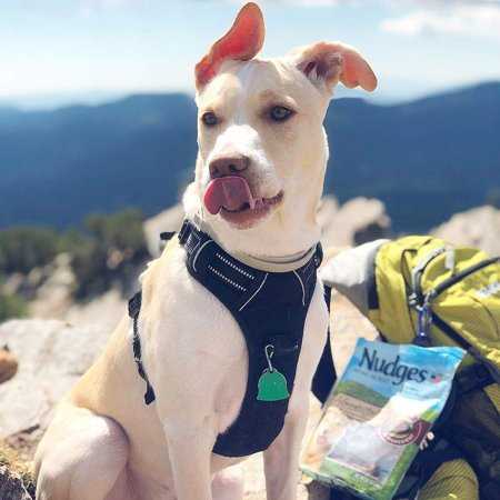 No-Pull Adjustable Padded Dog Harness R735