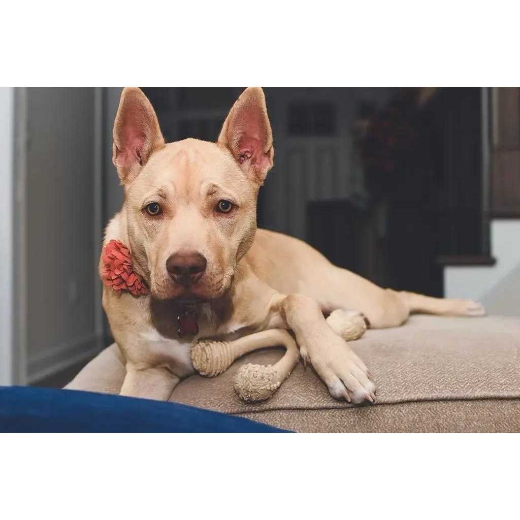 Tough Dog Chew Beef U846