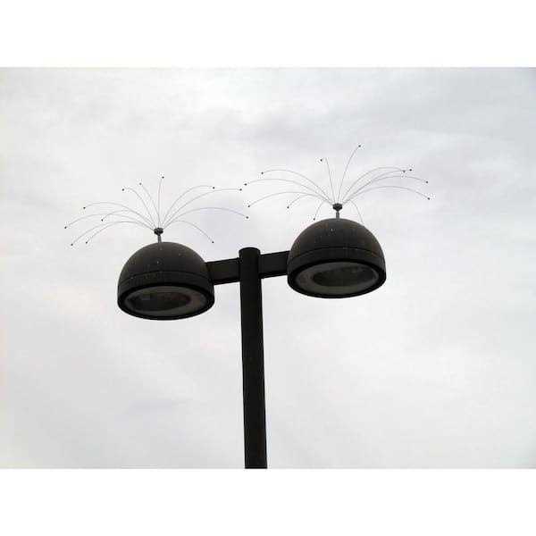 Stainless Steel Bird Spider M628