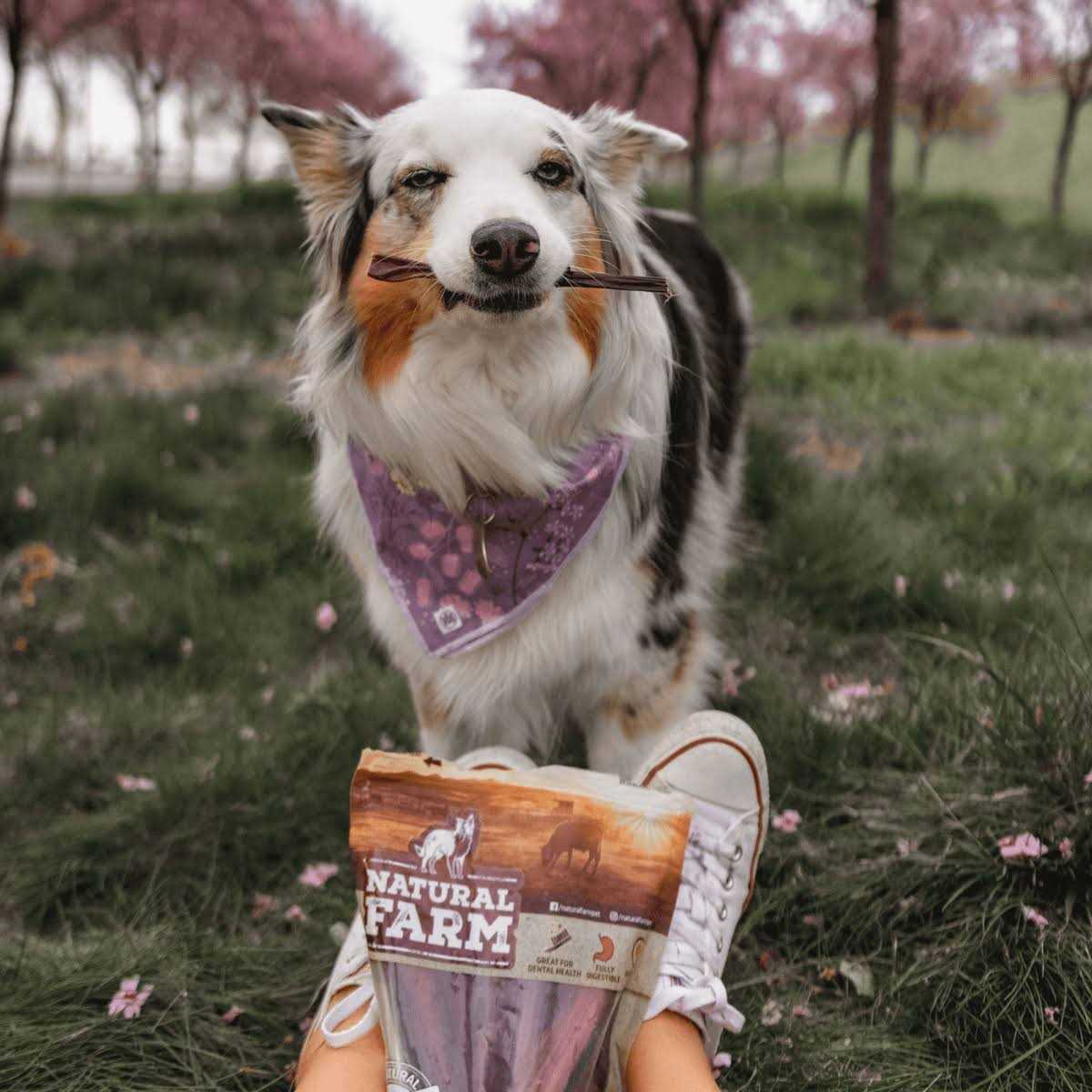 Grain-Free Beef Treats X253