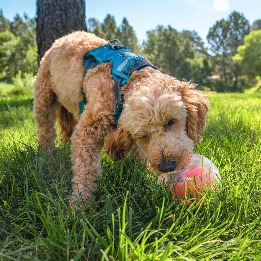 Interactive Ball Dog Toy K97993