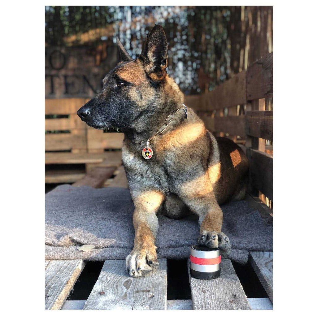Dog Q796874