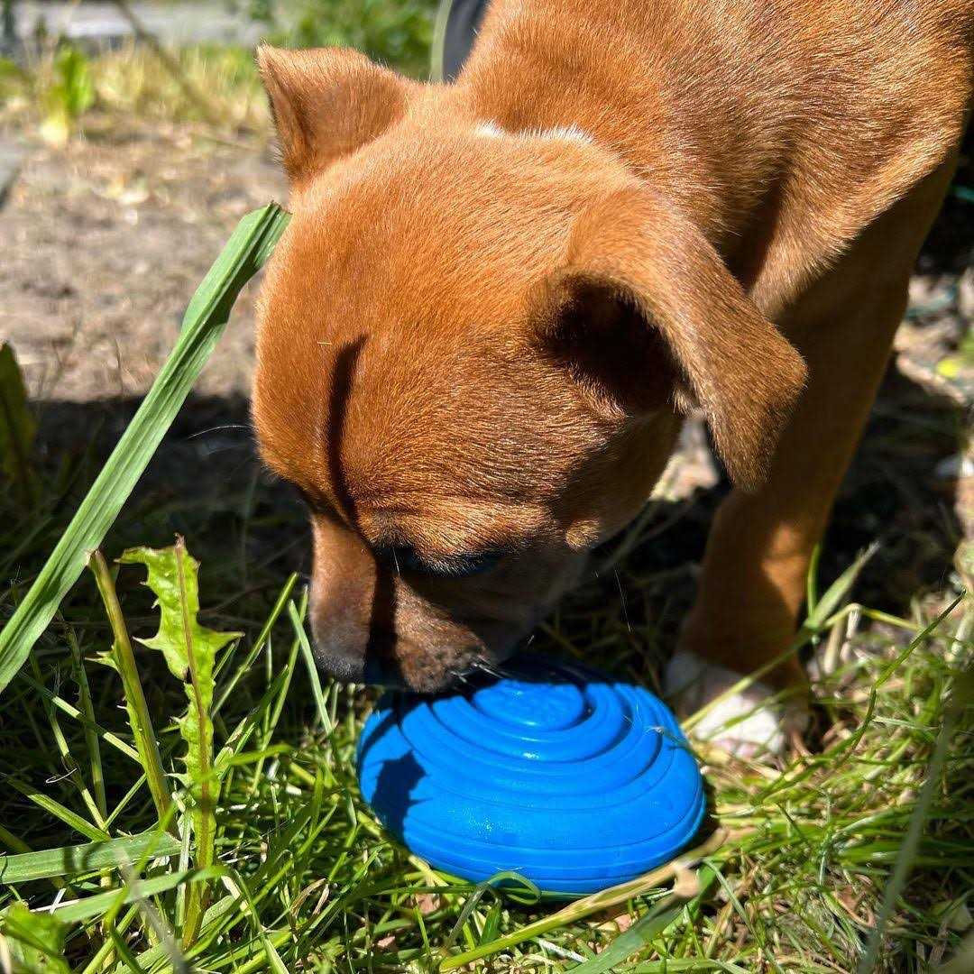 Dog Toy S898778