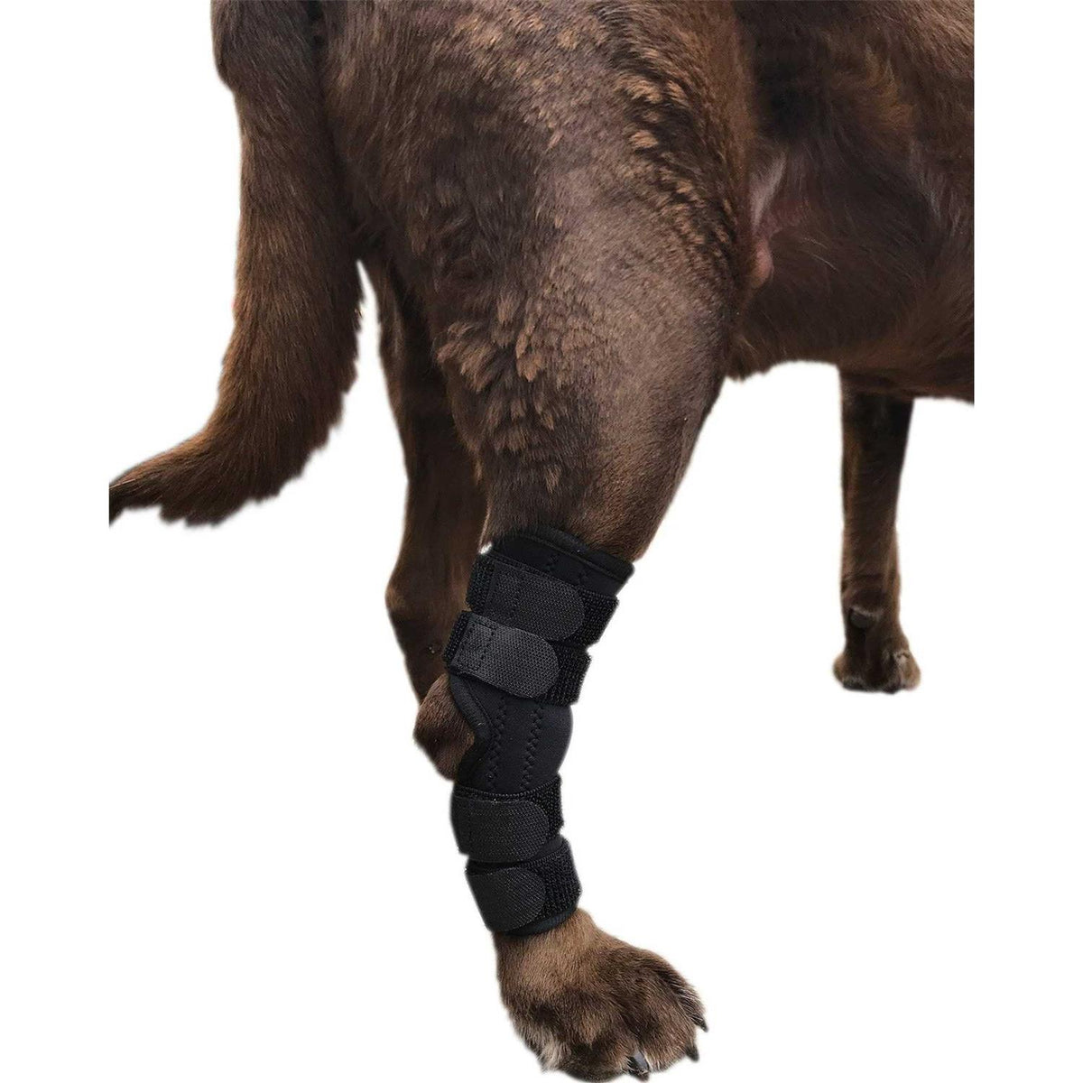 Dog Rear Leg Hock Joint Wrap Brace E903460