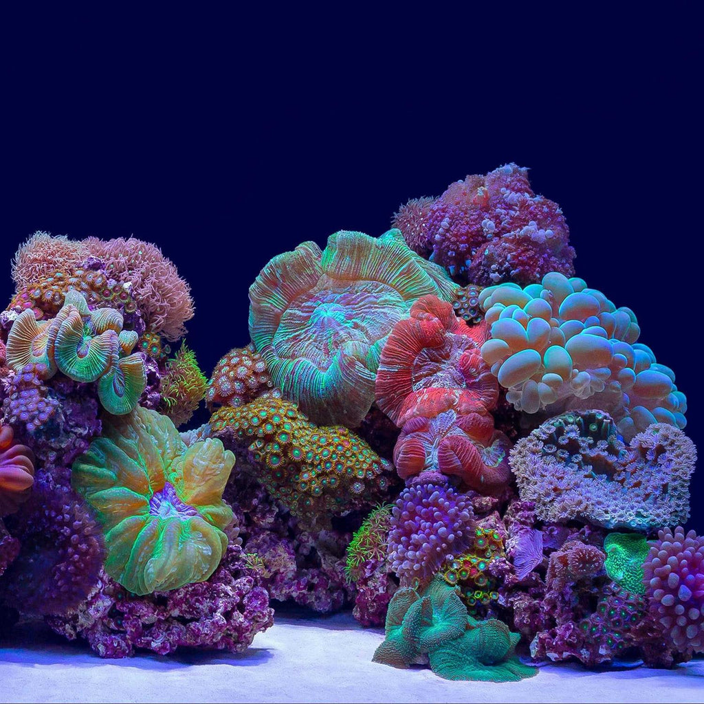 River Rock/Coral Bliss Background N237