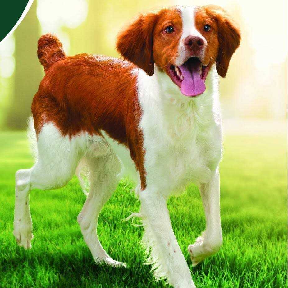 Chicken Adult Dry Dog Food N16672