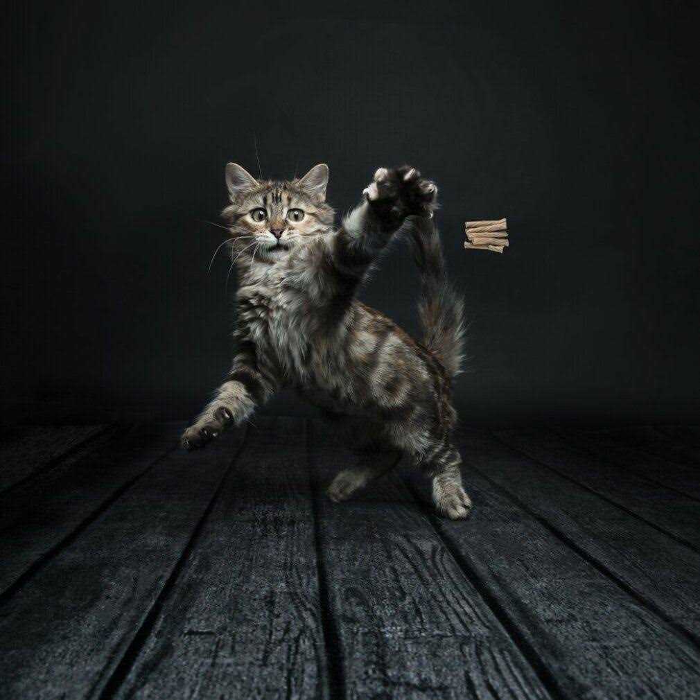 Cat Toy K8961