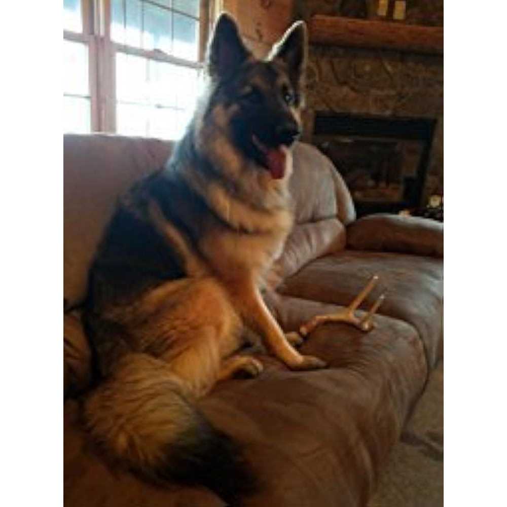 Whitetail Deer Antler Dog Chew Medium O6936