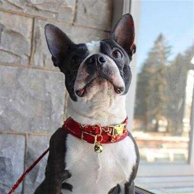 Pet Bells W6823
