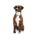 Macrame Dog Collar O483418
