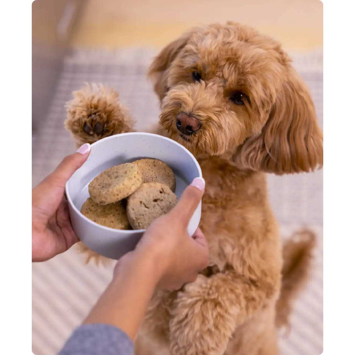 Freeze Dried Raw Dog Food Y2498