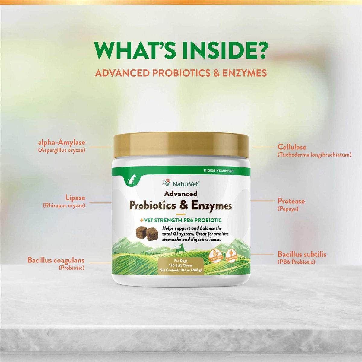 Probiotics Enzymes N306552