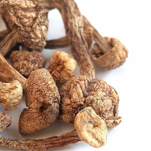 Dried Blazei Brazilian Cap Mushrooms 1 lb H3928