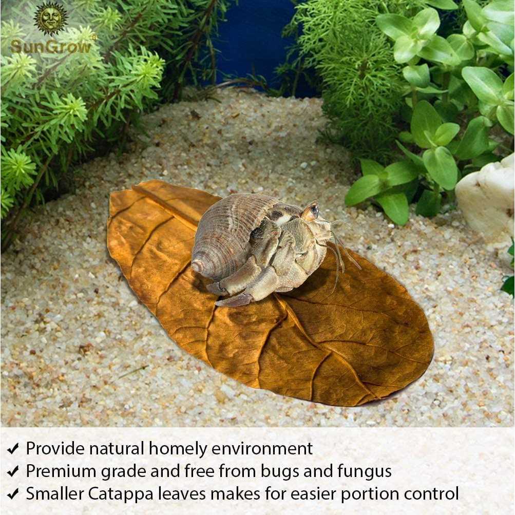 Hermit Crab & Snail Catappa Leaves P164