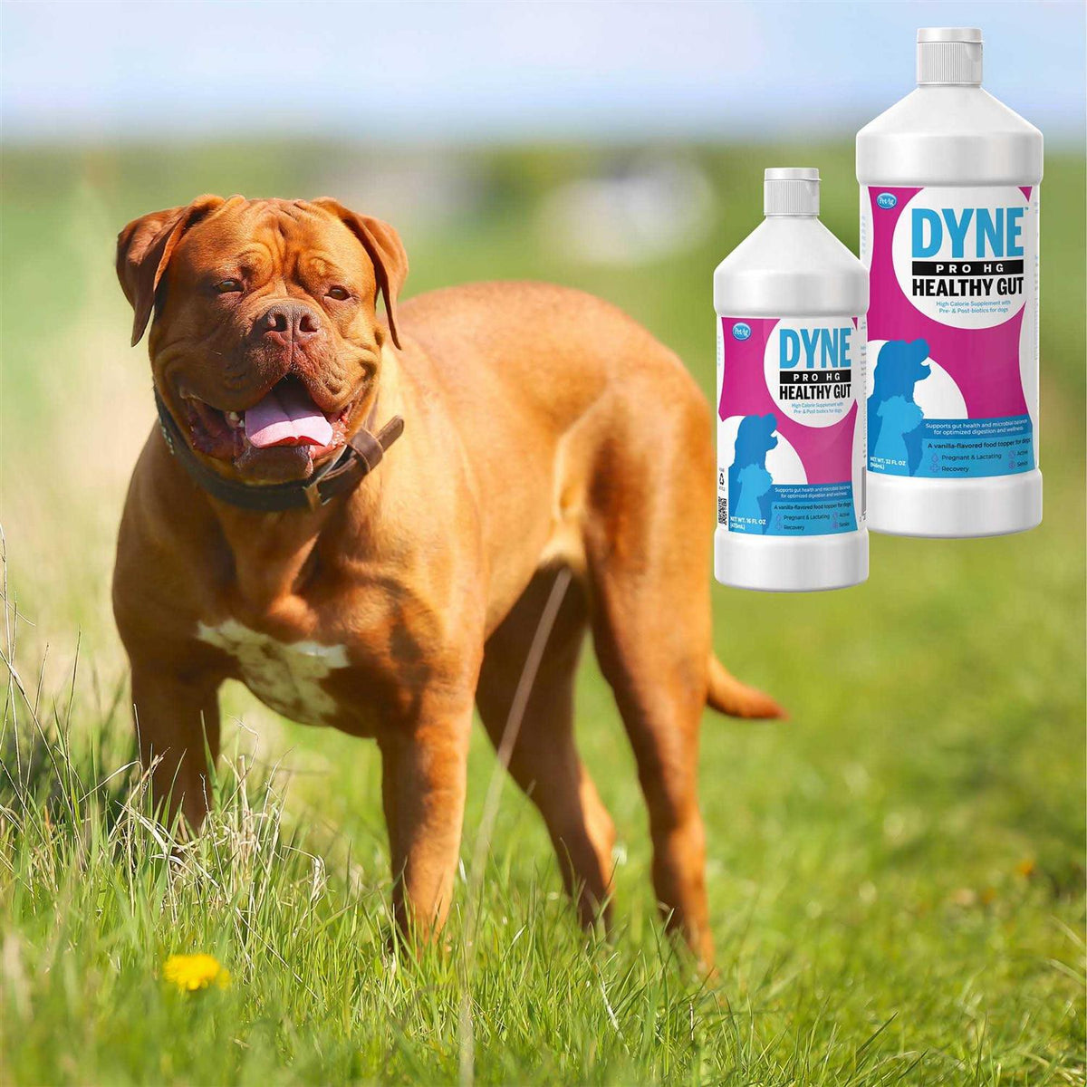 Healthy Gut Supplement for Dogs B30908