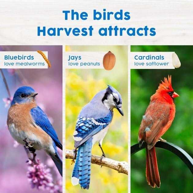 Mealworm Snack Stack Wild Bird Food Q710