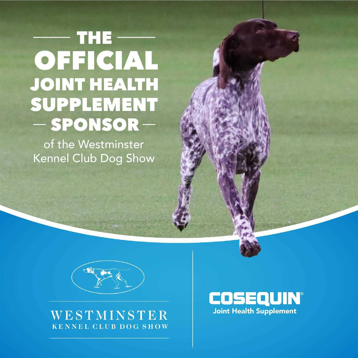 Cosequin DS Plus MSM for Dogs B31724