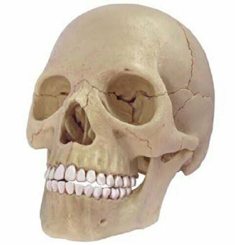4D Vision Human Anatomy Skull Anatomical Model X6197