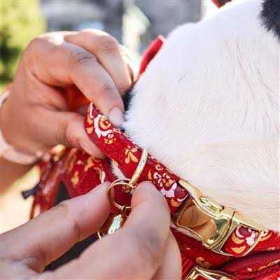 Pet Bells W6823