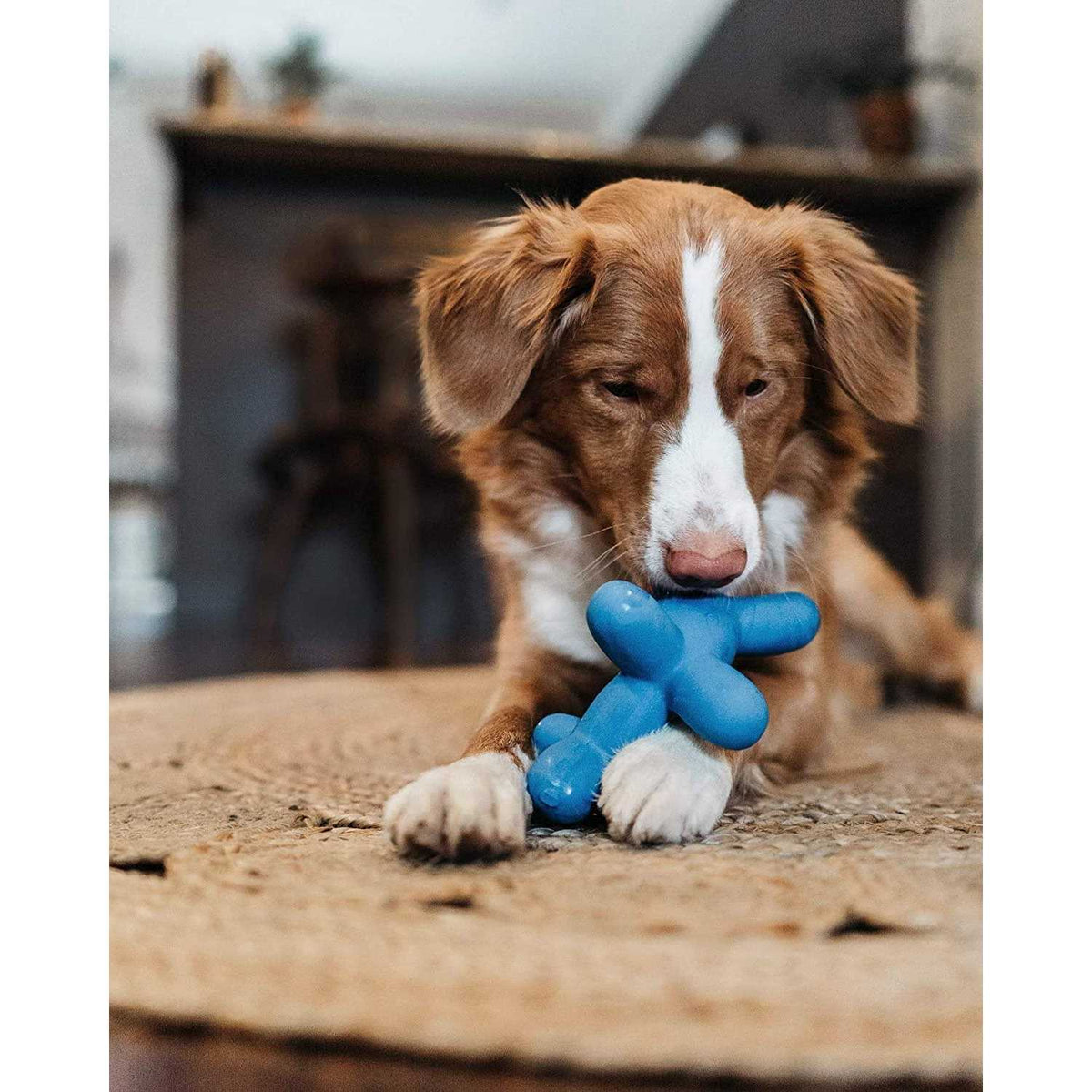 Latex Dog Toy Z49621