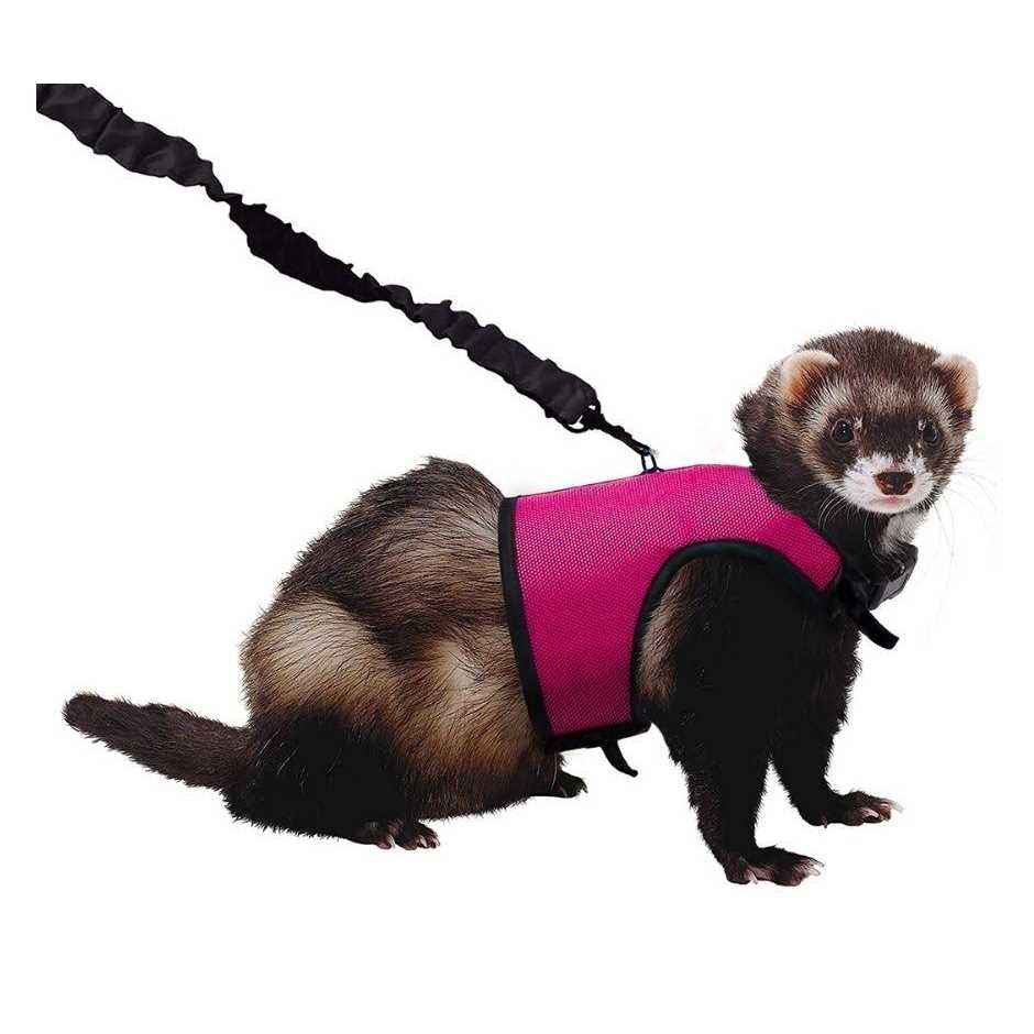 Comfort Harness Stretchy Leash T54665
