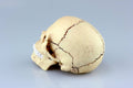 4D Vision Human Anatomy Skull Anatomical Model X6197