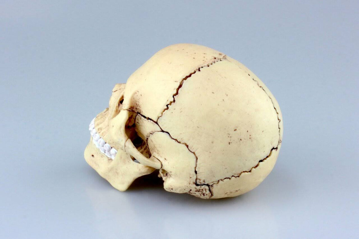 4D Vision Human Anatomy Skull Anatomical Model X6197