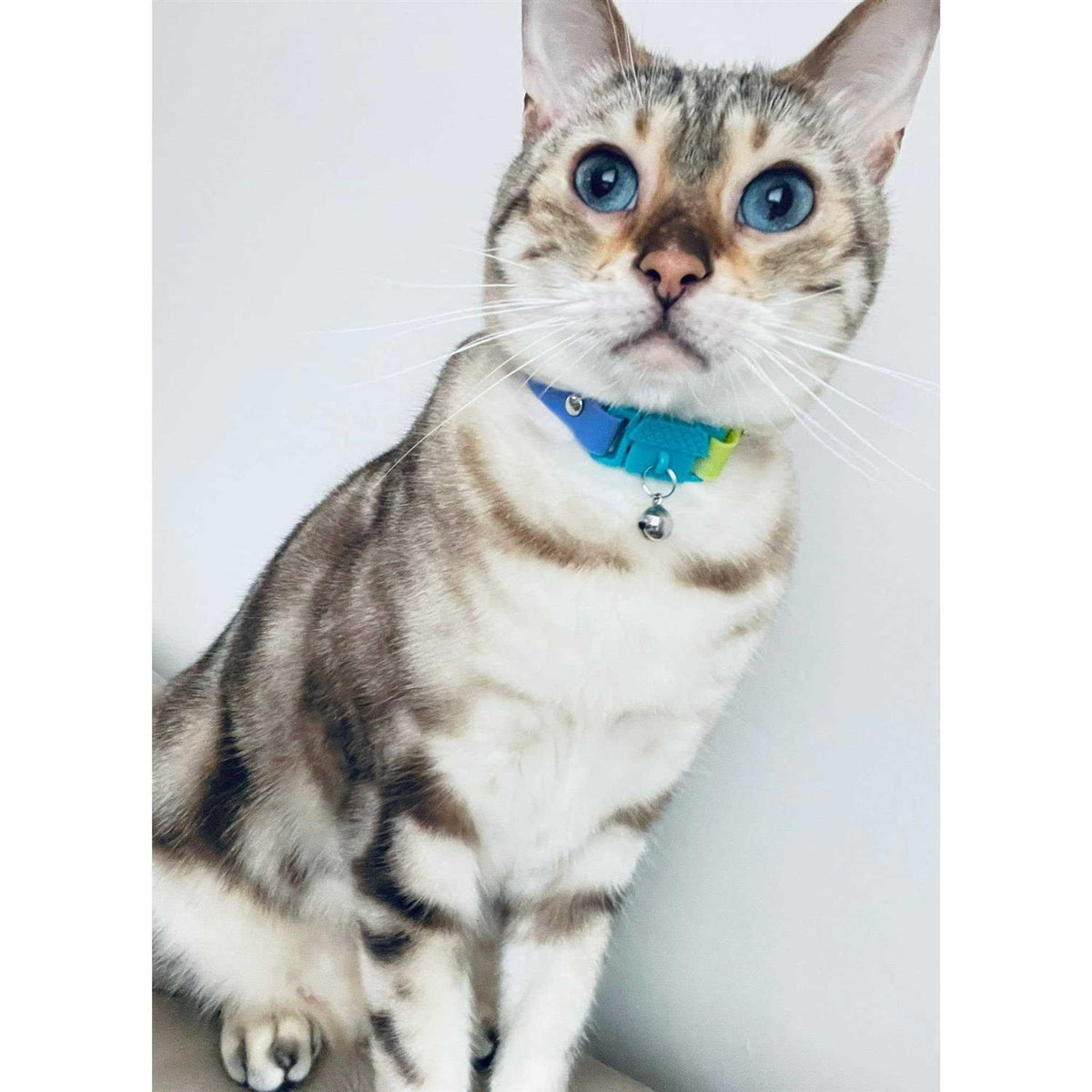 Breakaway Bell Cat Collar B68501