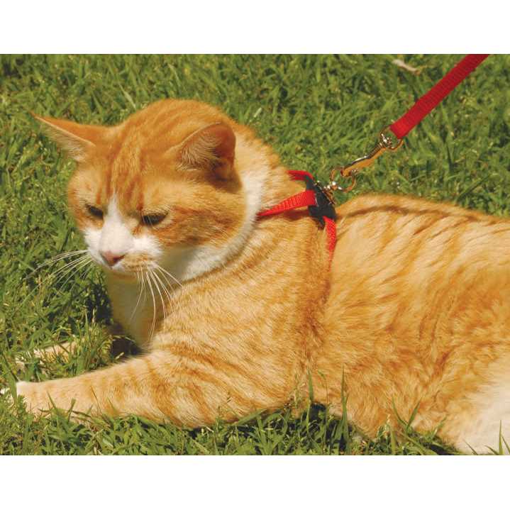 Adjustable Cat Harness Q8073