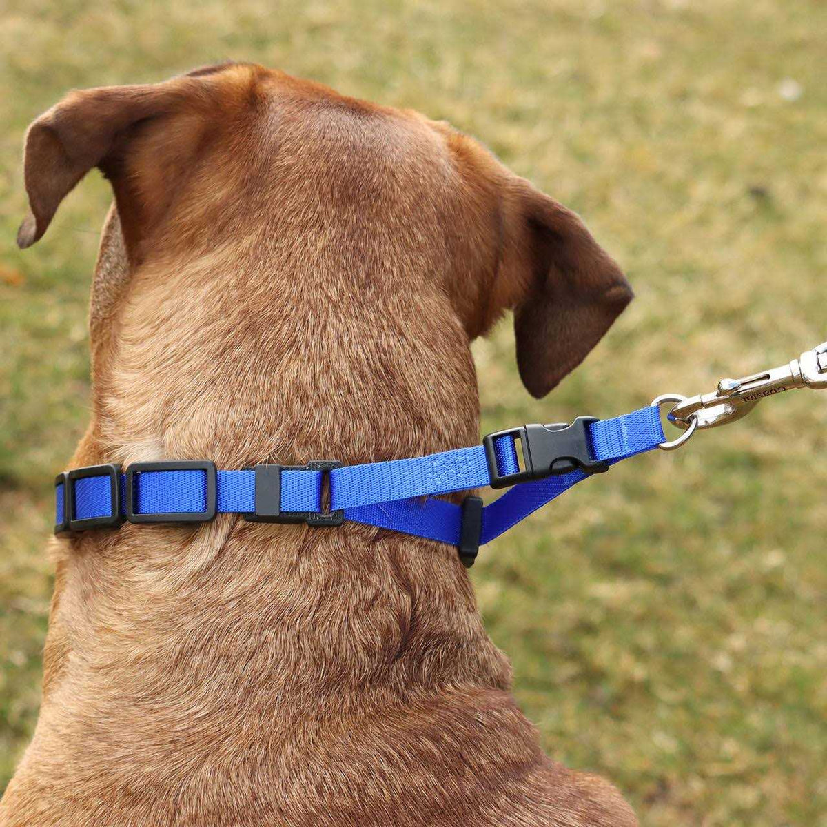 Natural Control Training Collar I9274