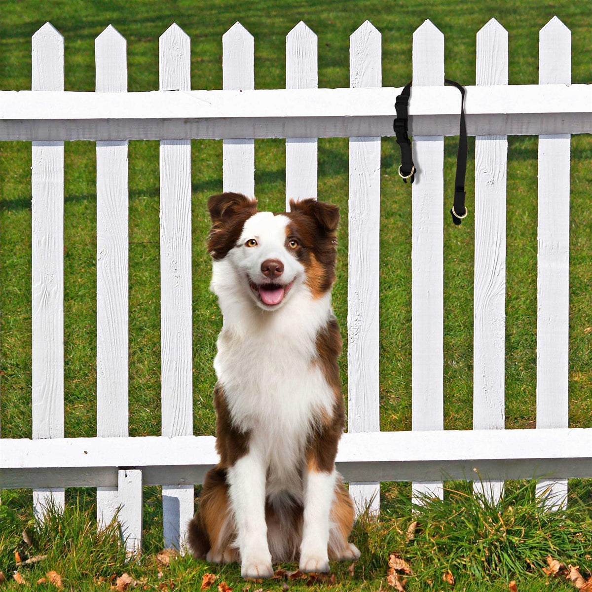 Break-Away Dog Collar T659