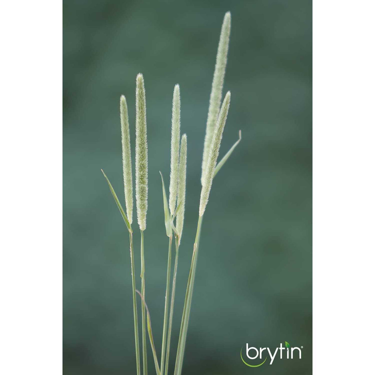All-Natural Western Timothy Hay Chinchilla Food E3297