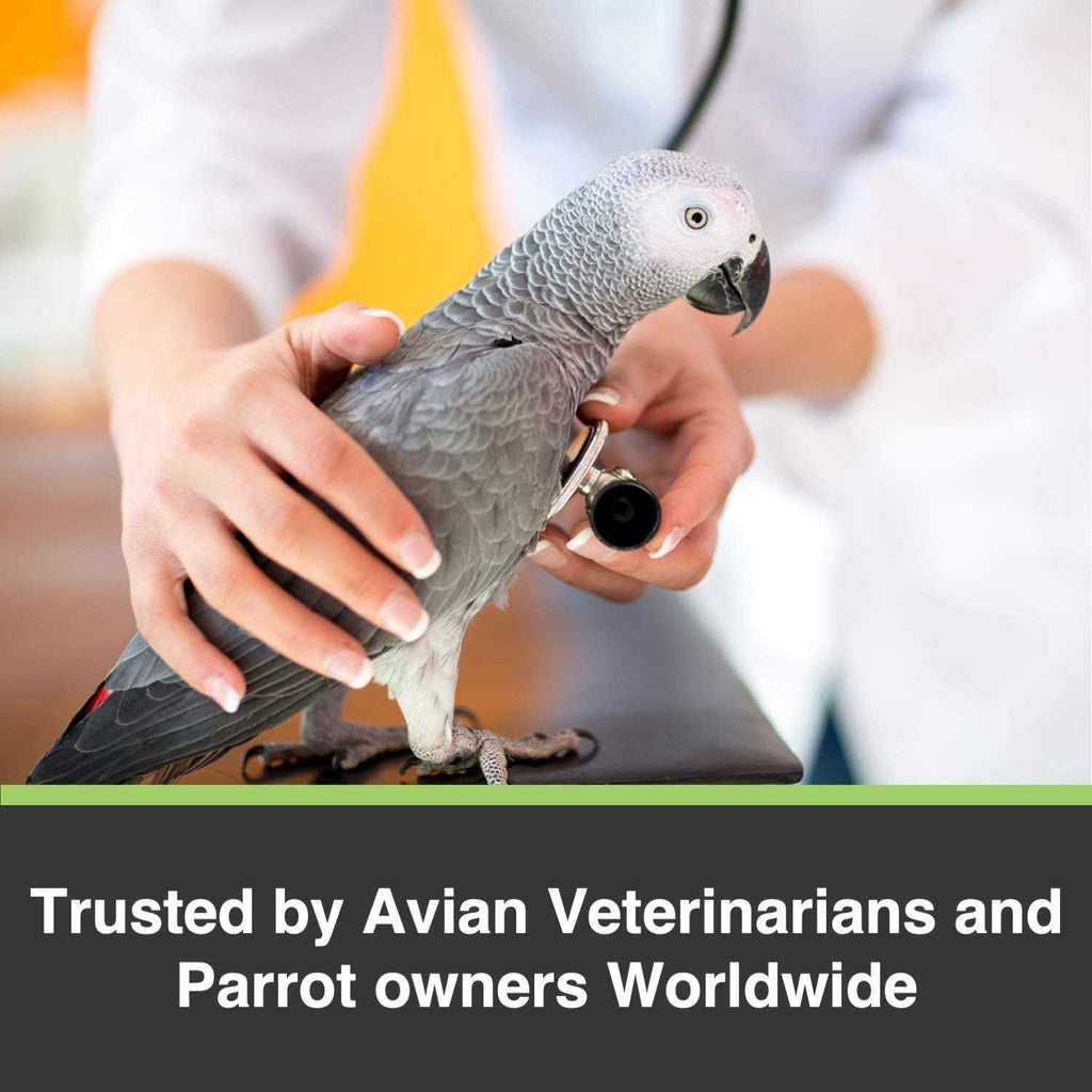 Large Parrots Q5535