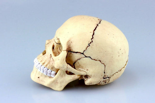 4D Vision Human Anatomy Skull Anatomical Model X6197