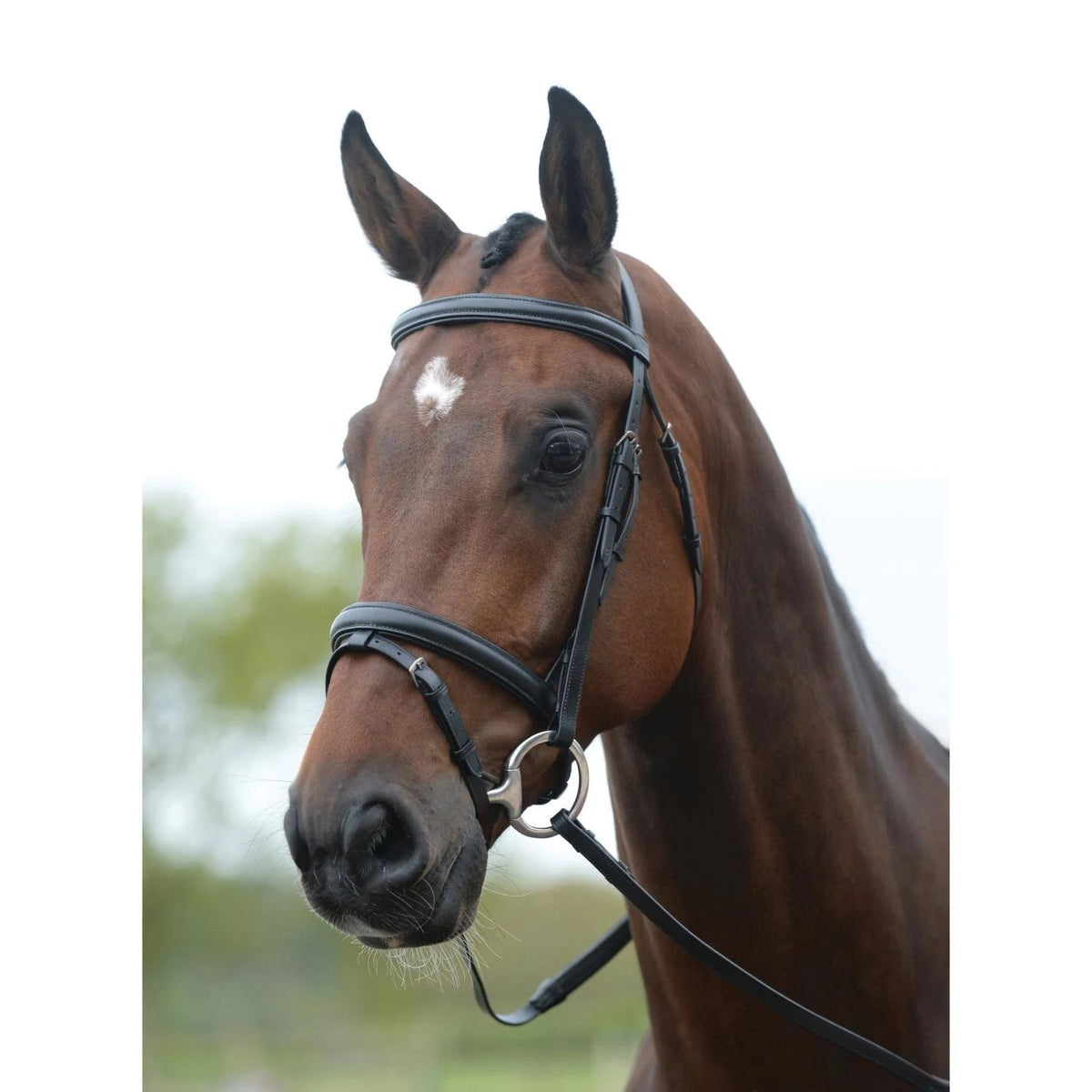 Black Full Bridle O50972