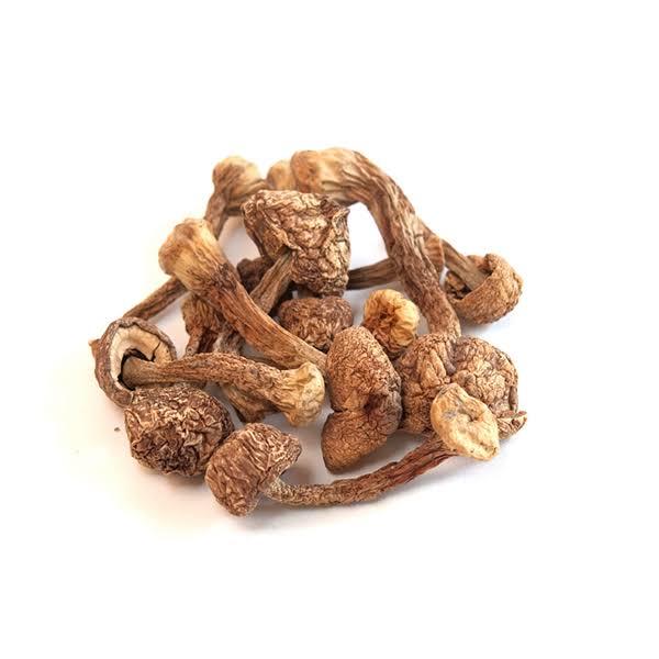 Dried Blazei Brazilian Cap Mushrooms 1 lb H3928