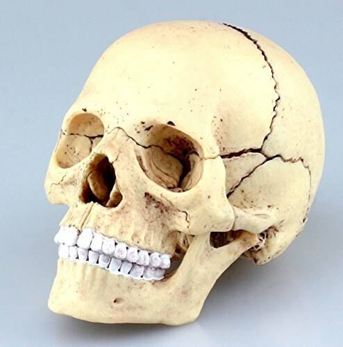 4D Vision Human Anatomy Skull Anatomical Model X6197