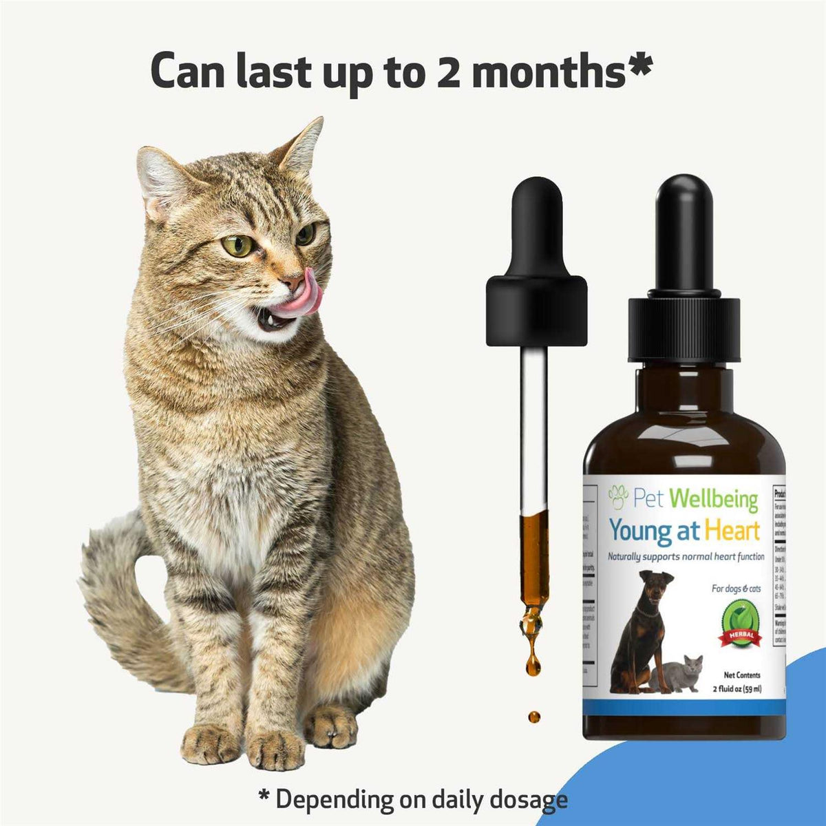 Young at Heart for Cats V156497
