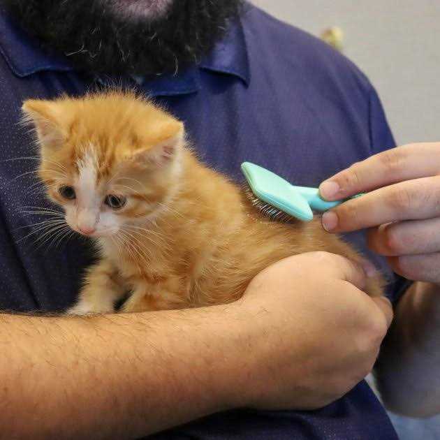 Kitten Slicker Brush with Coated Tips T70308