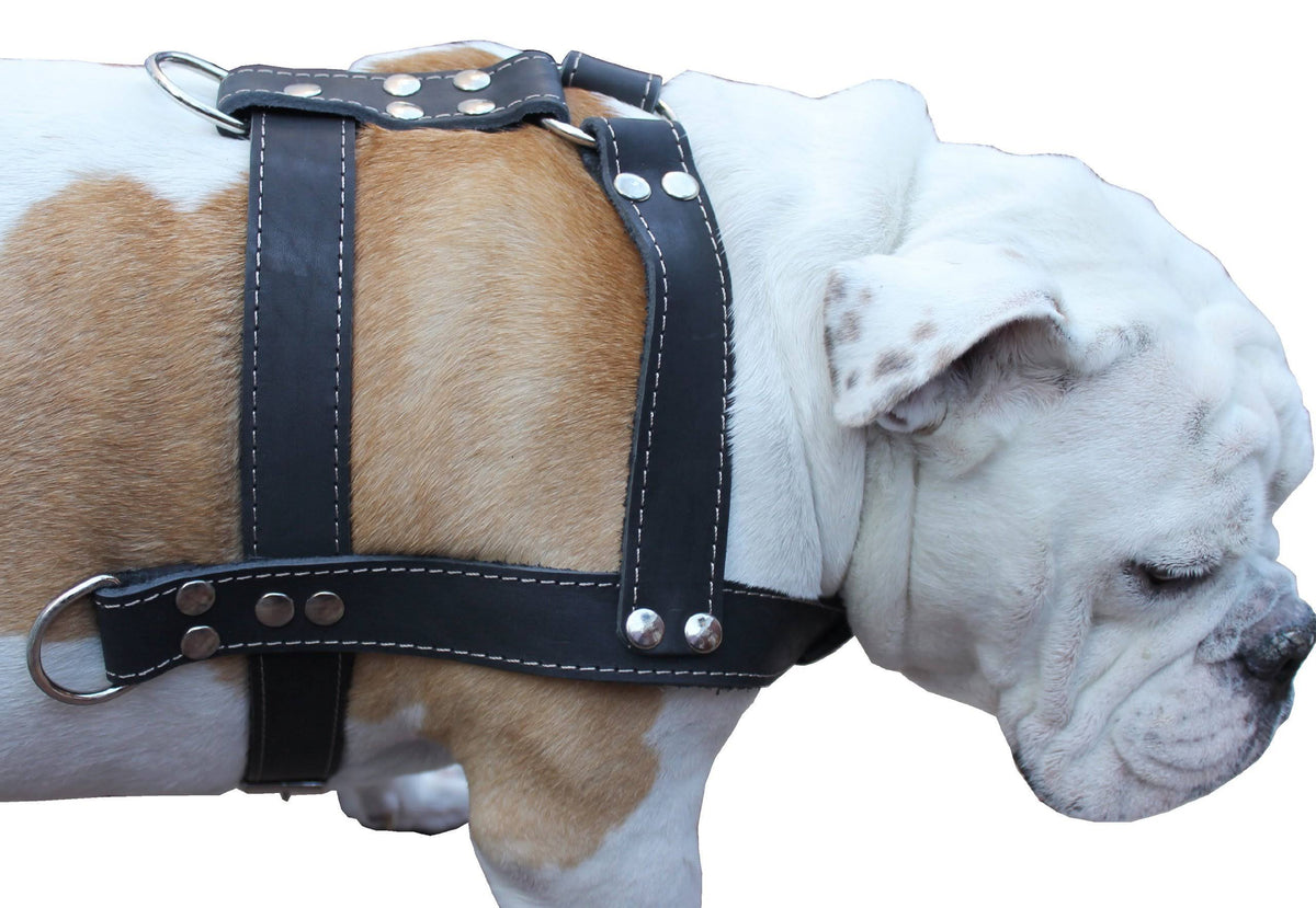 Black Genuine Leather Dog Pulling Harness 33"-37" Chest Size 1.5" Wide Straps T5401