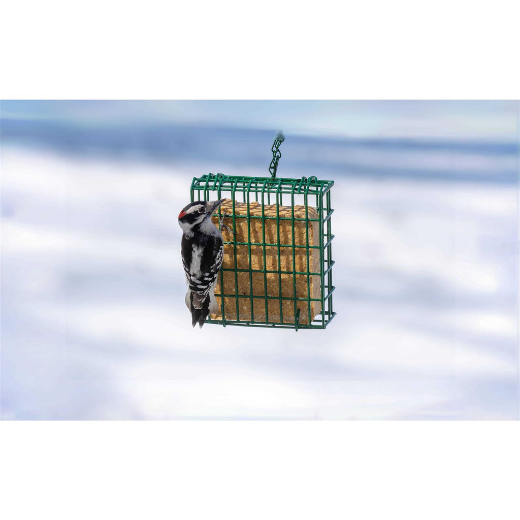 Mealworm Suet Dough G272133