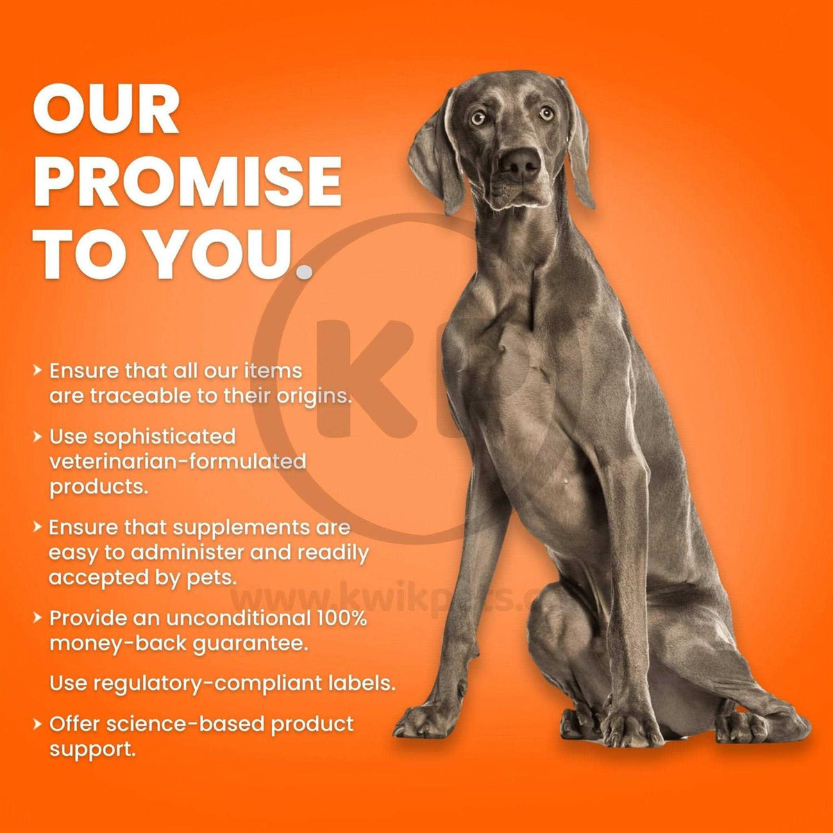 Fish Oil Softgels for Dogs N212