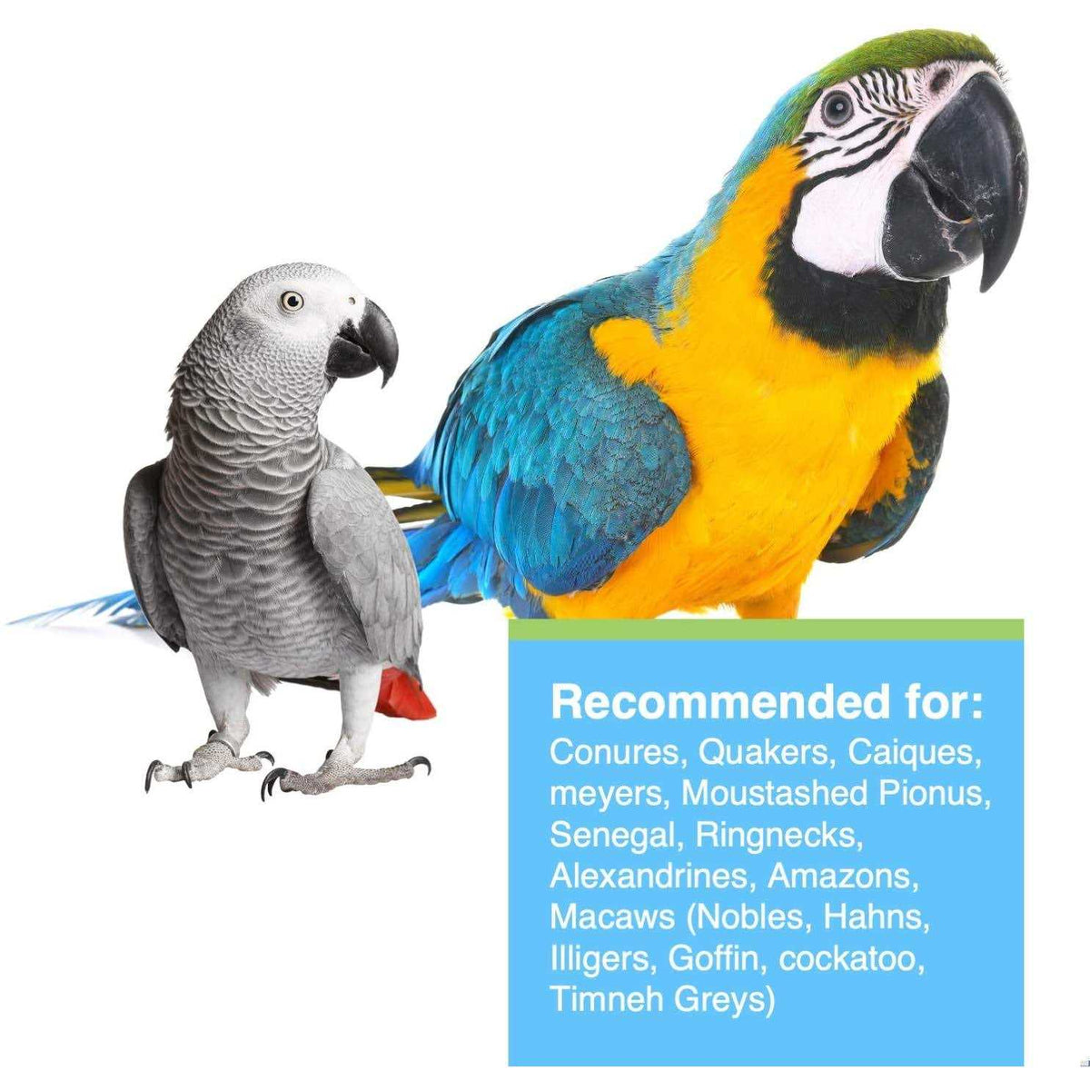 Large Parrots Q5535