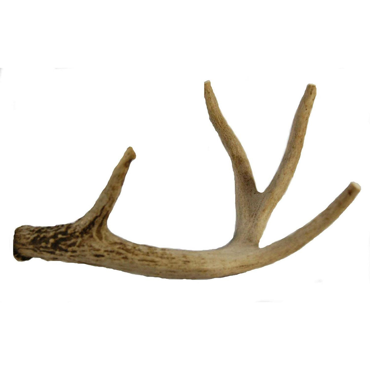 Whitetail Deer Antler Dog Chew Medium O6936