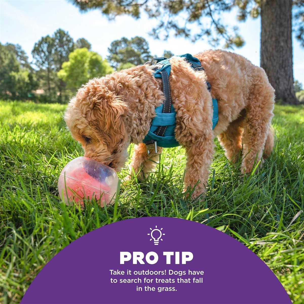 Interactive Ball Dog Toy K97993