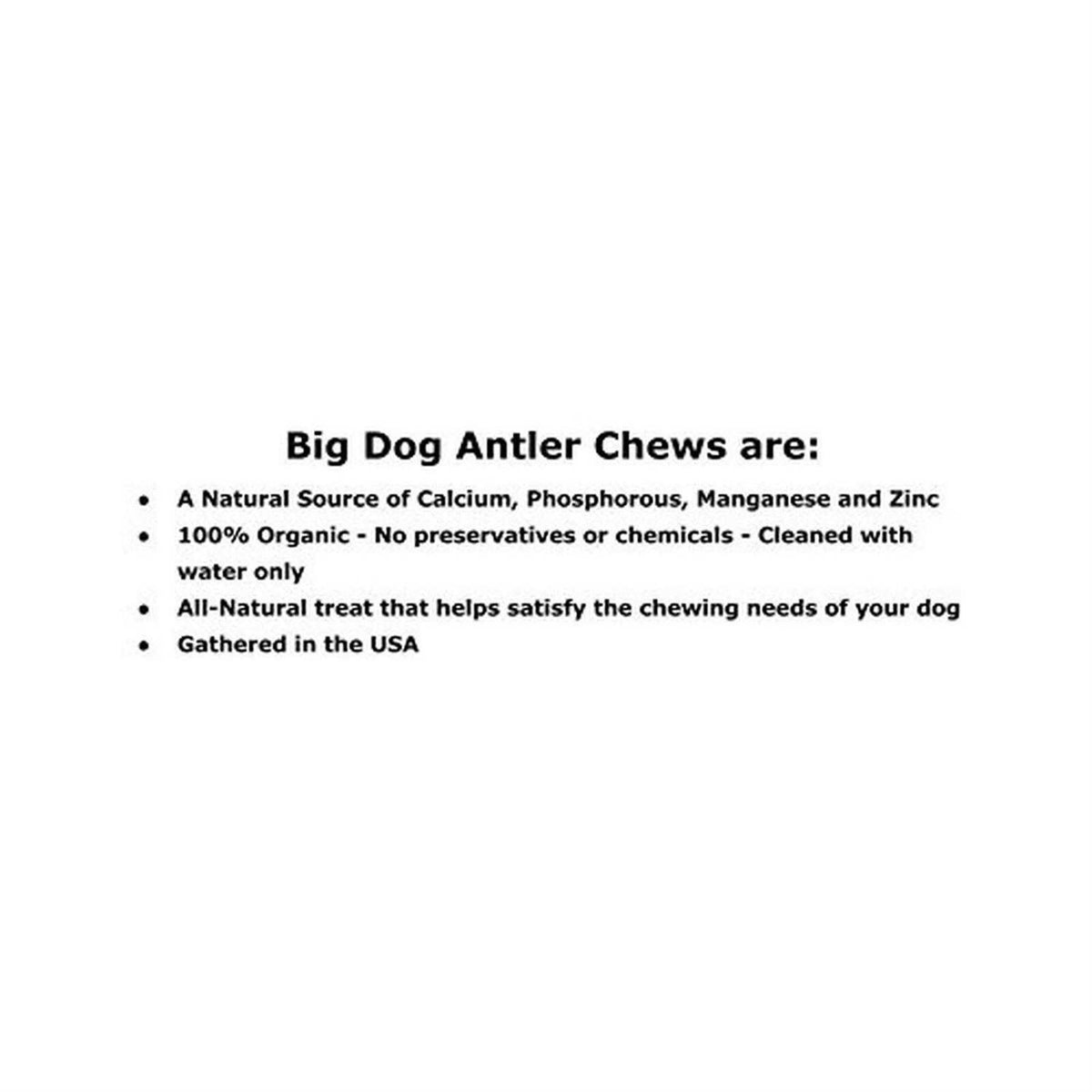 Whitetail Deer Antler Dog Chew Medium O6936