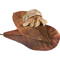 Hermit Crab & Snail Catappa Leaves P164