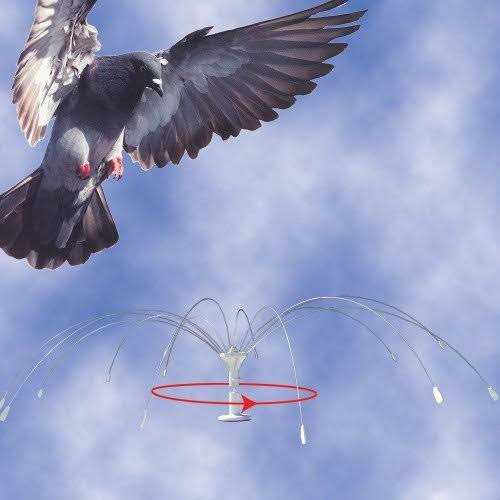 Stainless Steel Bird Spider M628